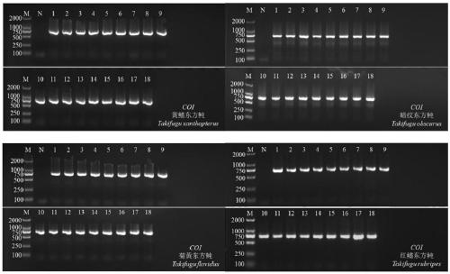 HRM primer and method for identification of puffer fishes and other fish products