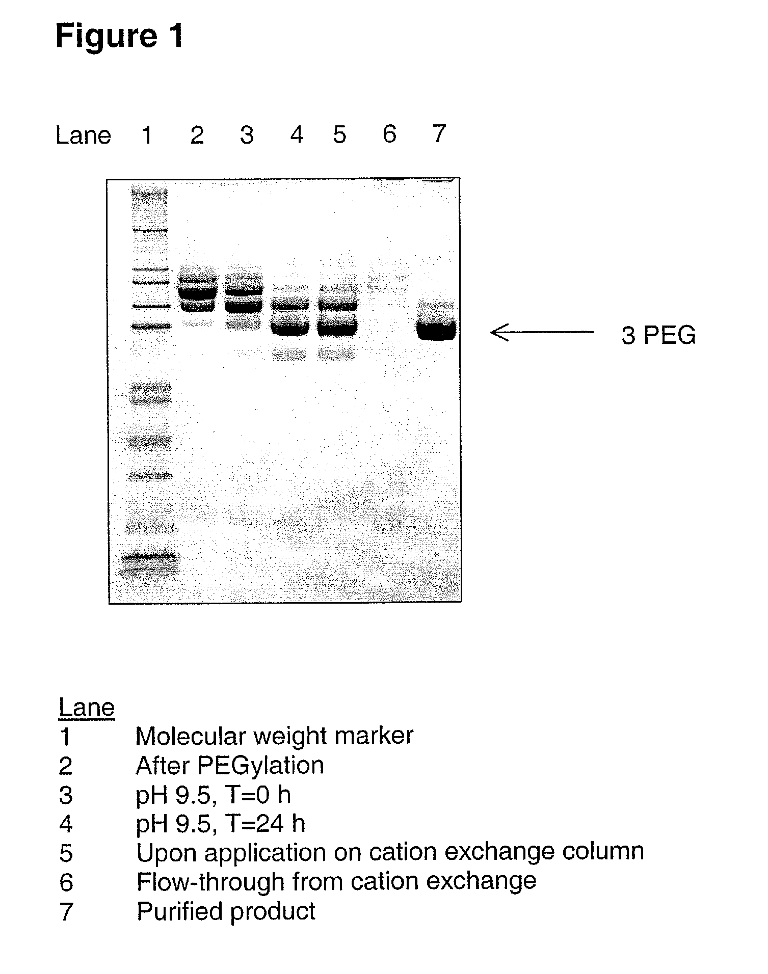 Pegylated g-csf polypeptides and methods of producing same