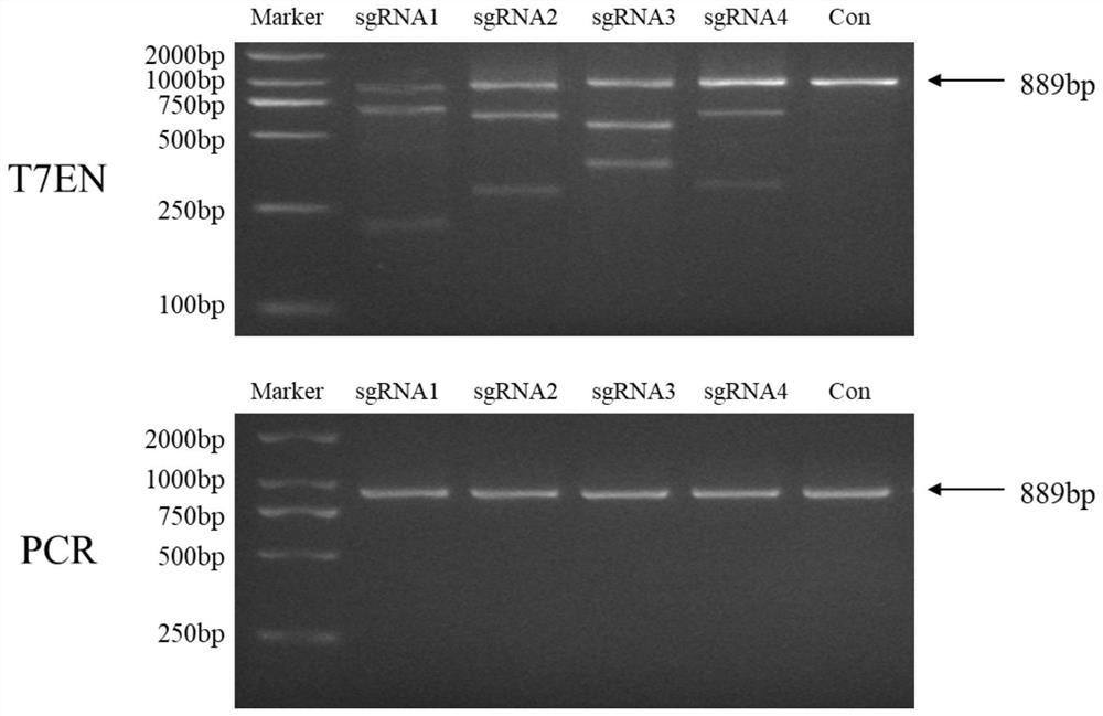 Four sgRNAs designed for human adrb2 gene