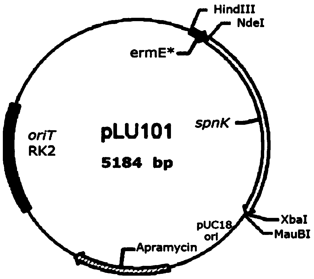 Genetically engineered bacterium capable of increasing yield of spinosads as well as construction method and application