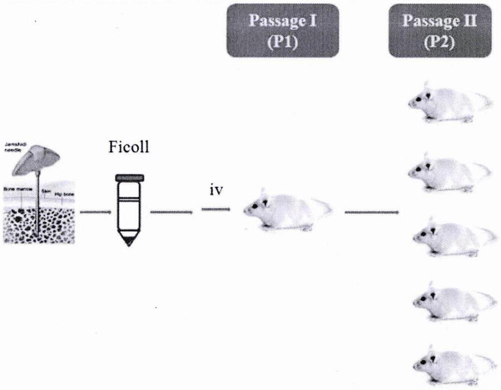 Method for establishing PDX model of chronic myeloid leukemia