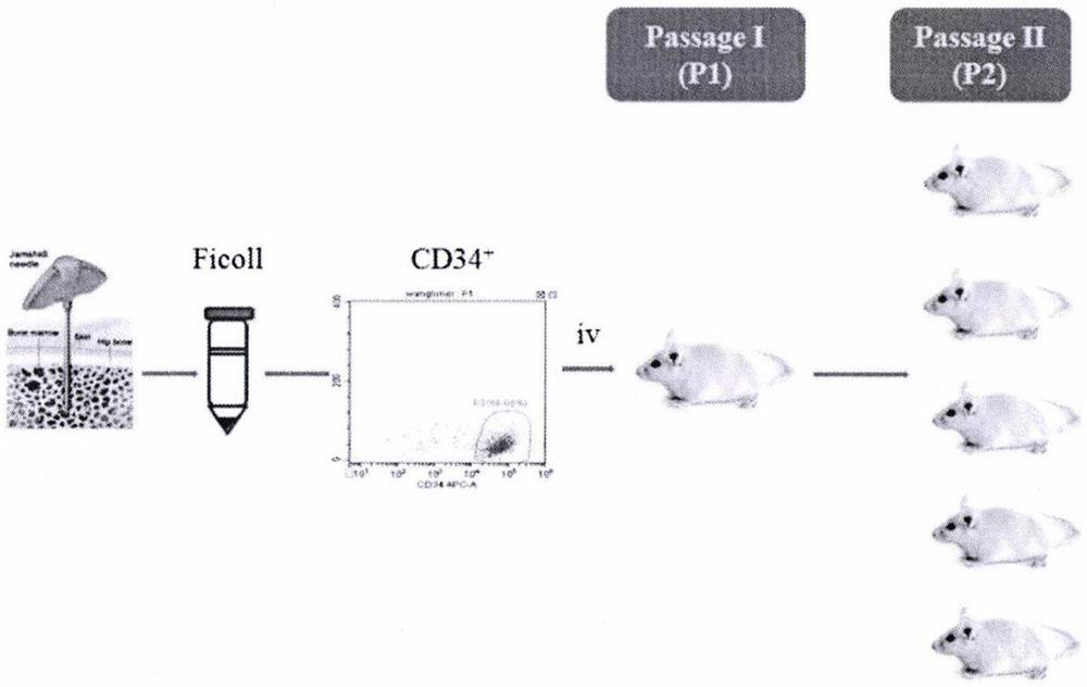 Method for establishing PDX model of chronic myeloid leukemia