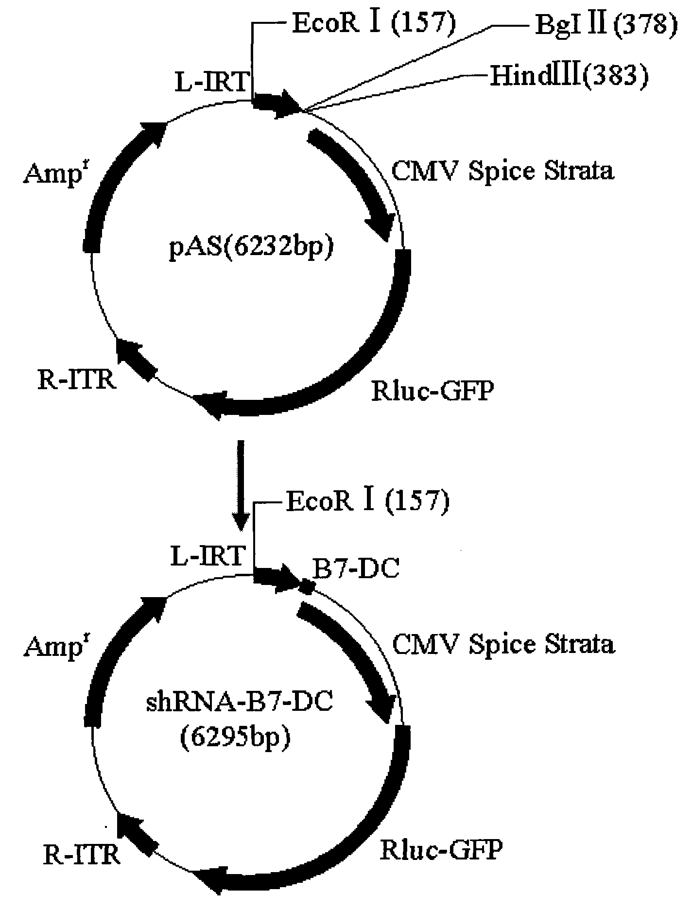 Method for constructing shRNA eukaryon expression vector for inhibiting mouse B7-DC gene expression