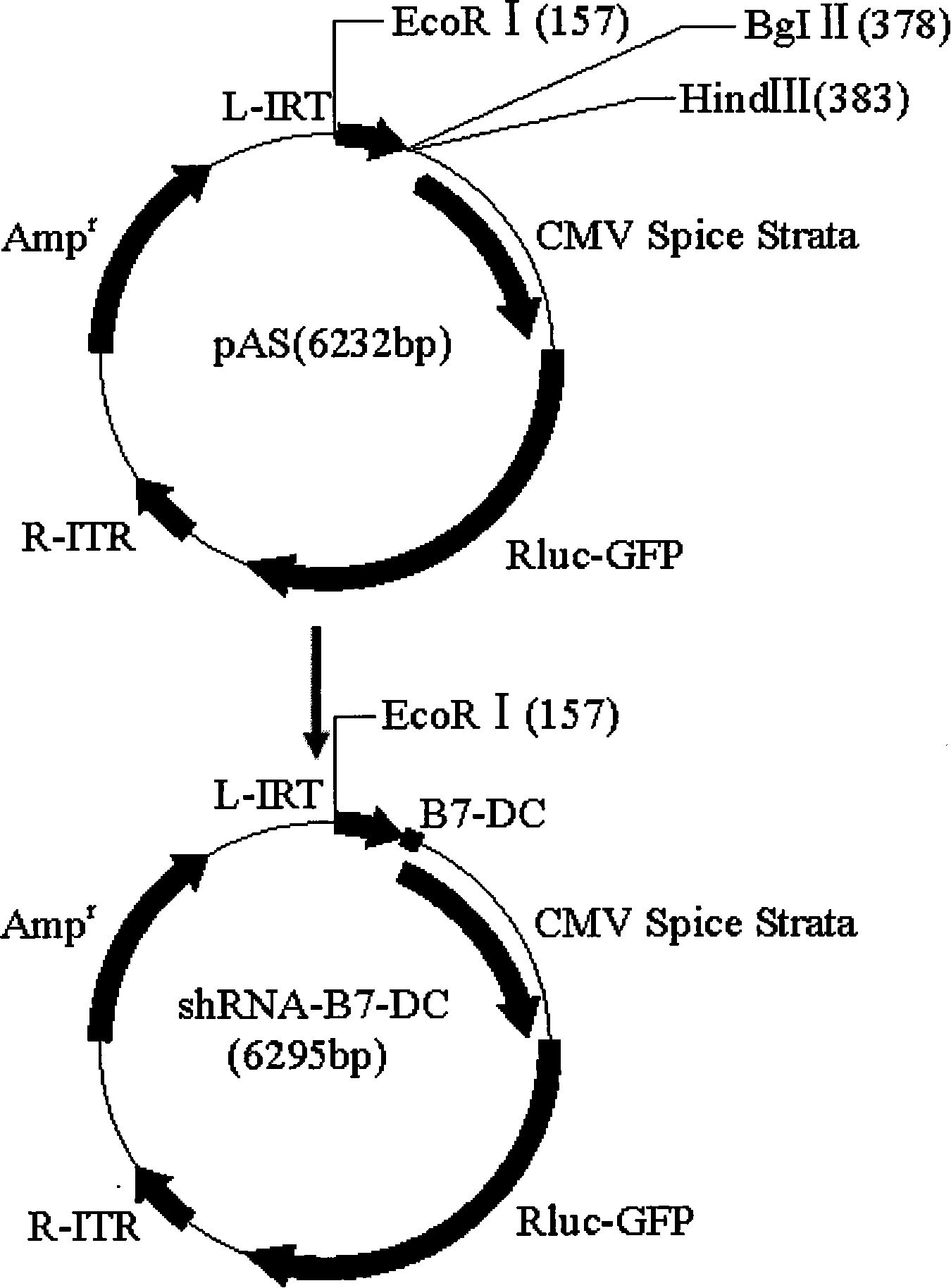 Method for constructing shRNA eukaryon expression vector for inhibiting mouse B7-DC gene expression