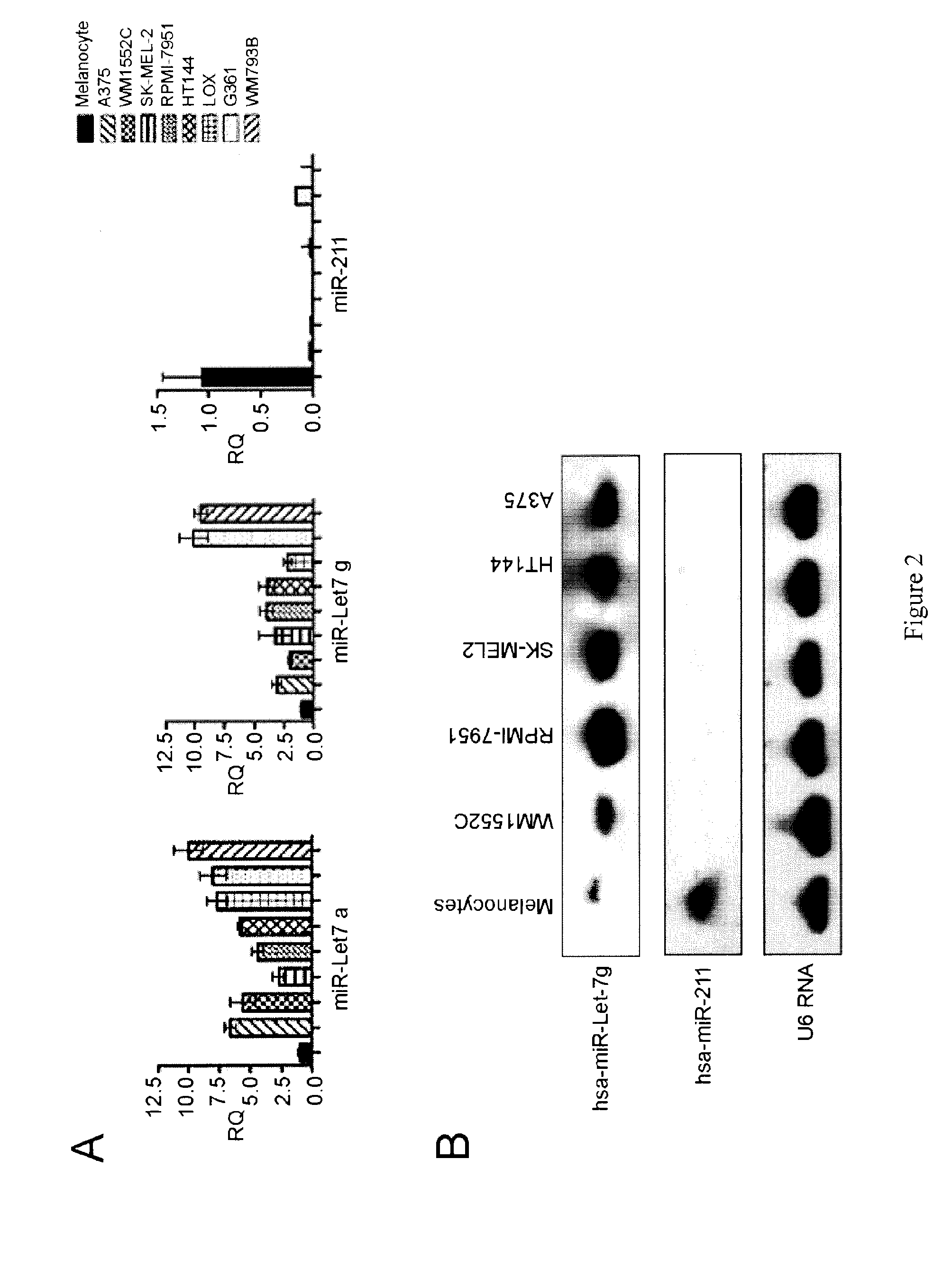 Mir-211 expression and related pathways in human melanoma