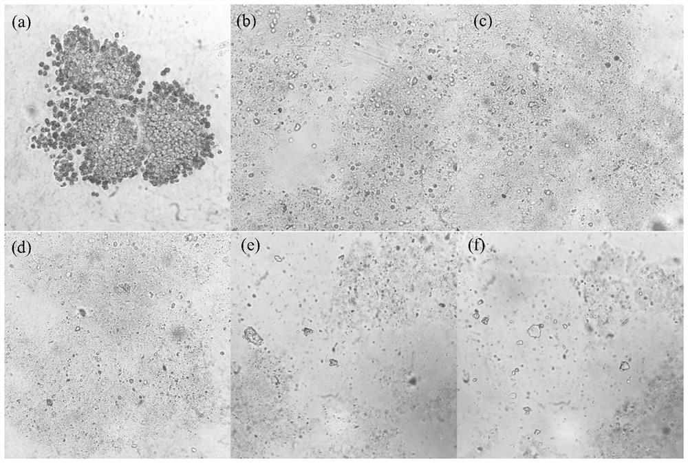 A method for pretreatment to improve the mixed hydrogen production of kitchen waste and cyanobacteria