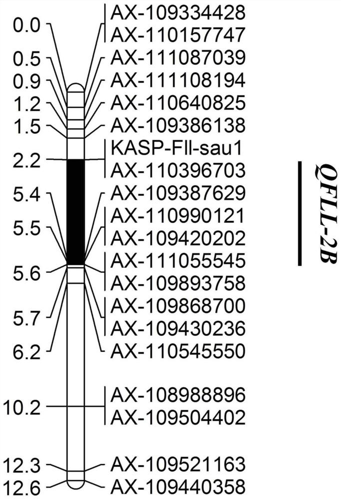 KASP molecular marker linked to wheat flag leaf length QTL QFll-2B and application thereof