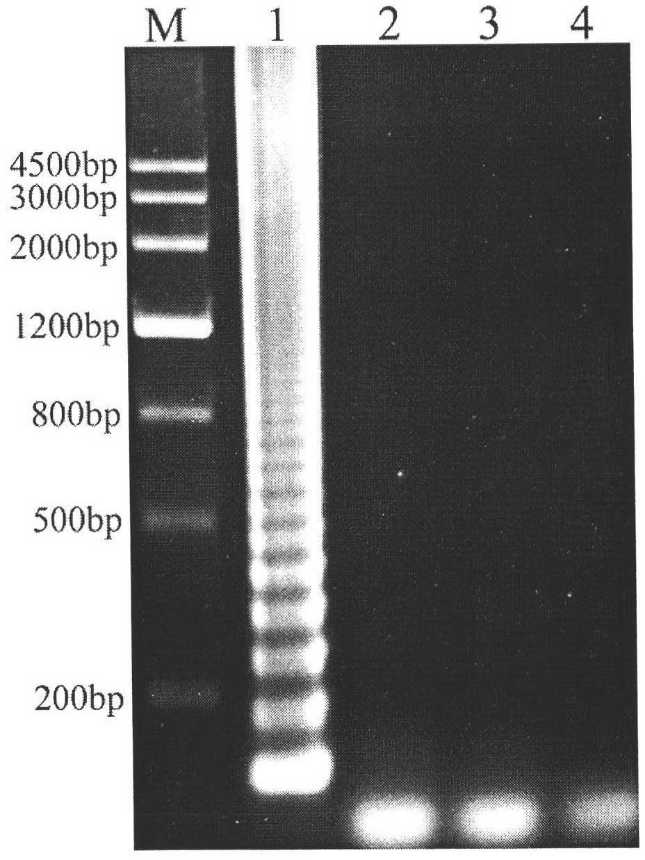 Reverse transcription loop-mediated isothermal amplification (RT-LAMP) method for rapidly detecting rice black-streaked dwarf viruses in plant hopper