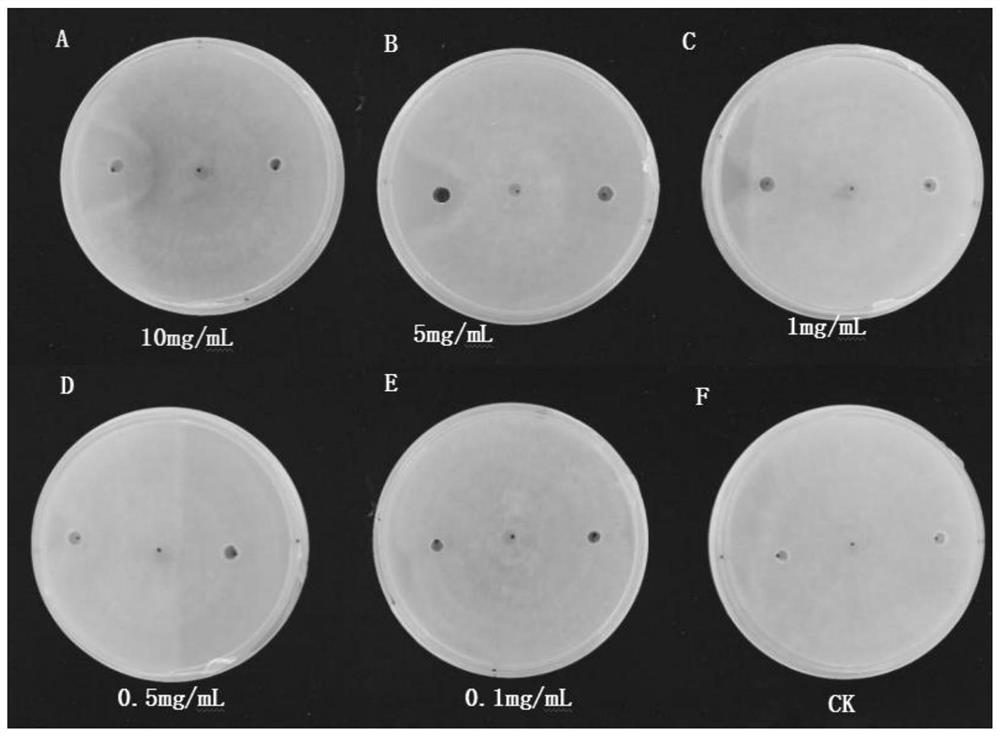 Fengyuansu, composition including Fengyuansu, fusion gene encoding Fengyuansu, recombinant plasmid, recombinant bacterium and application