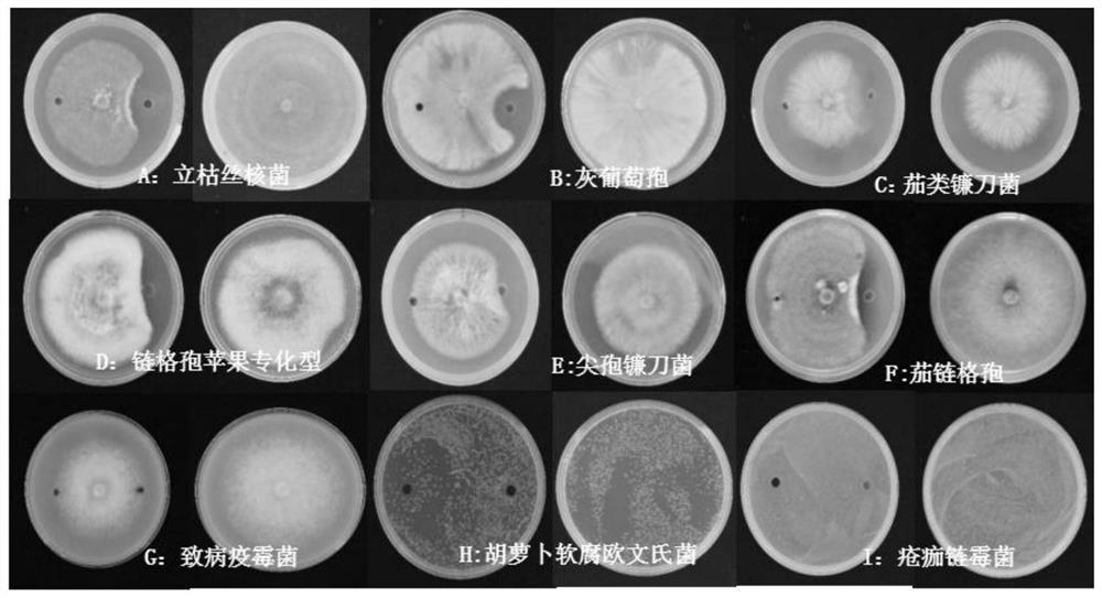 Fengyuansu, composition including Fengyuansu, fusion gene encoding Fengyuansu, recombinant plasmid, recombinant bacterium and application