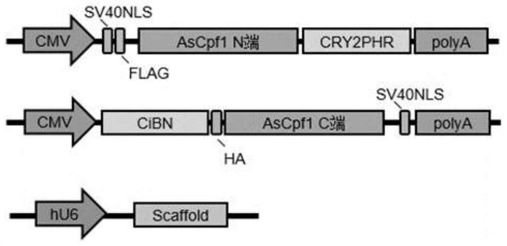 A responsive DNA editing system based on CRISPR/cpf1 and its application