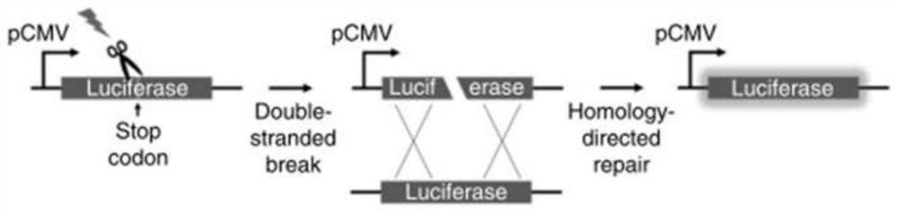 A responsive DNA editing system based on CRISPR/cpf1 and its application