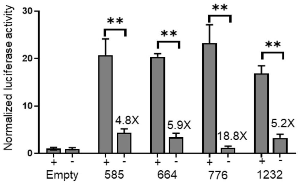 A responsive DNA editing system based on CRISPR/cpf1 and its application