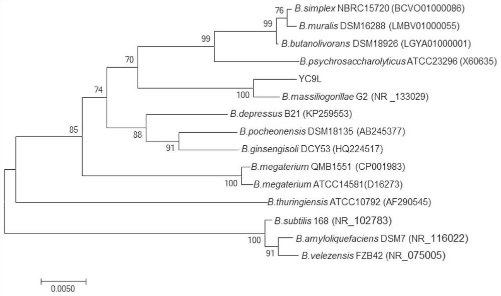 Bacillus gorilla yc9l and its application