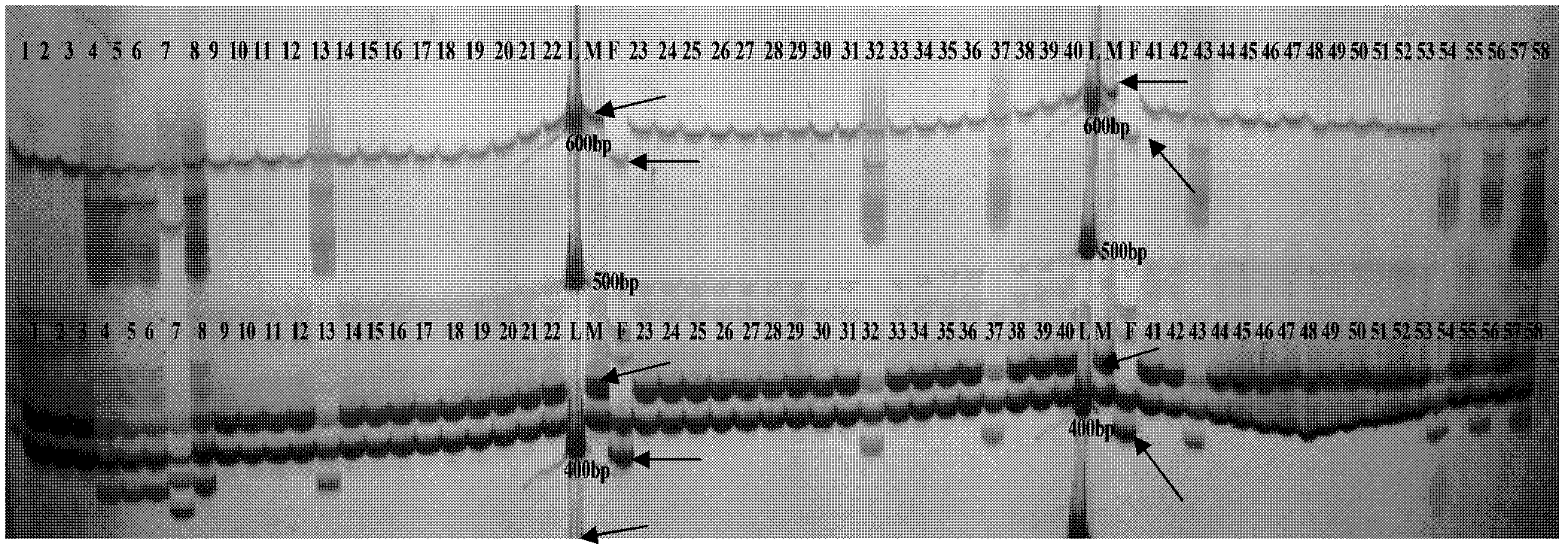 Method for detecting seed purity of ricinus communist L. hybrid CSR24.181