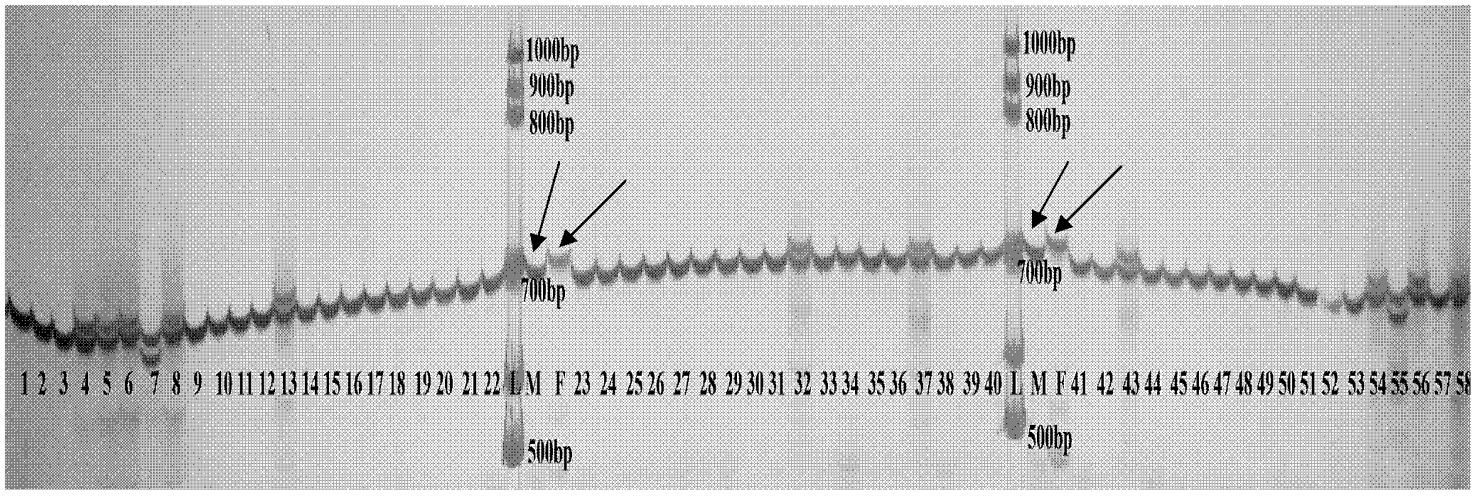 Method for detecting seed purity of ricinus communist L. hybrid CSR24.181