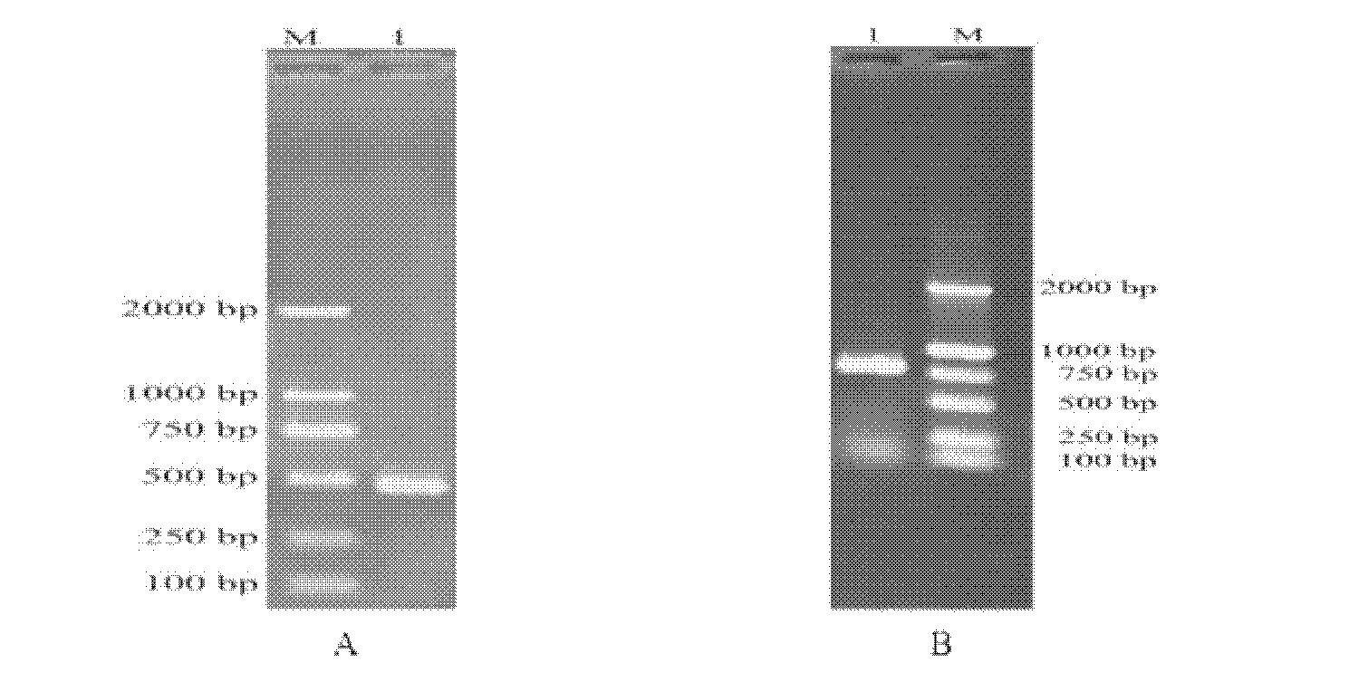 Rhodotorula glutinis acetyl coenzyme A carboxylase gene and clone and function verification method and application thereof