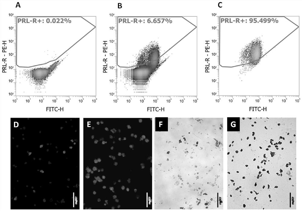 Method for separating rat testis interstitial Leydig cells