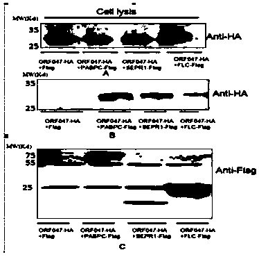 Goat testis fibroblast membrane system yeast cDNA library and construction method thereof
