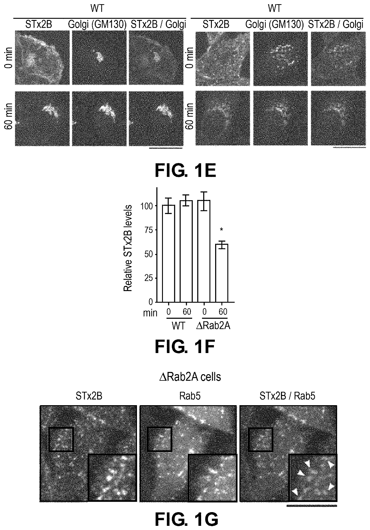 Methods and compositions for the treatment of Shiga Toxicosis