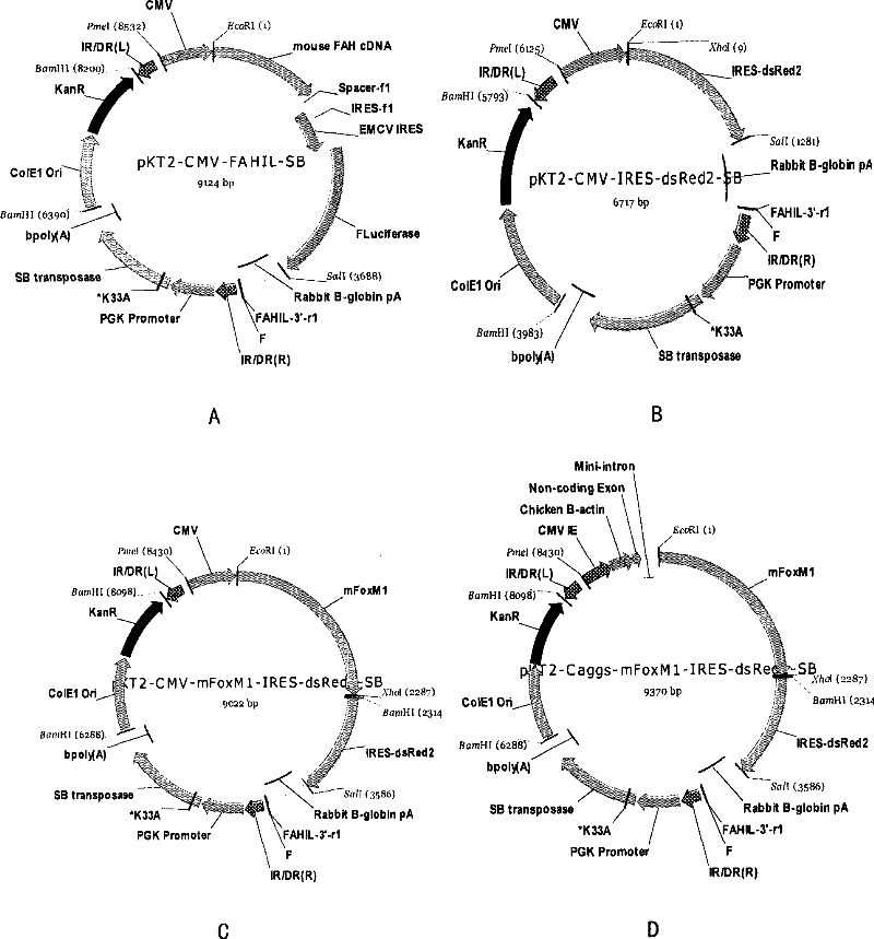 A system capable of stably expressing cell cycle factor FoxM1 and its medical use