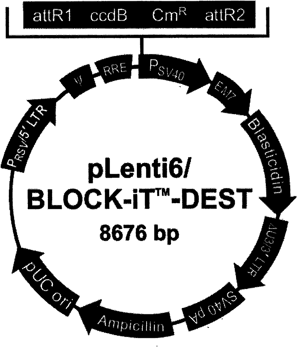 Slow virus vector, preparation thereof and application thereof