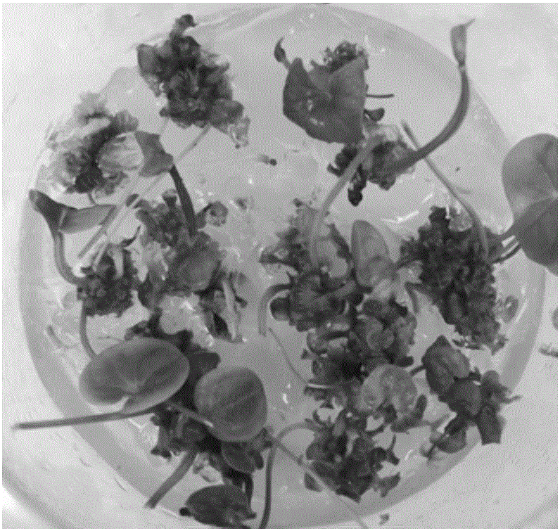 Batch production method of medicinal dioscorea zingiberensis