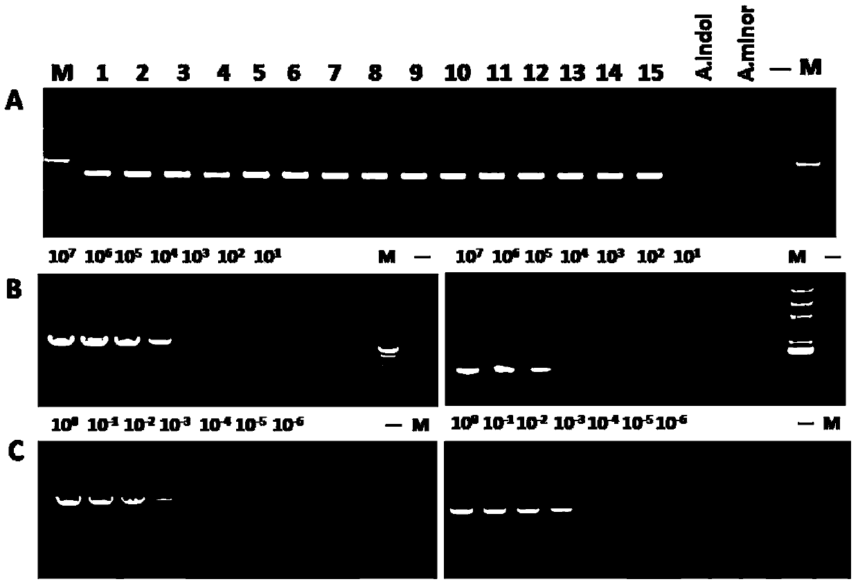 Primer group using vtaA9 gene as target spot and application of primer group to identification and diagnosis of haemophilus parasuis