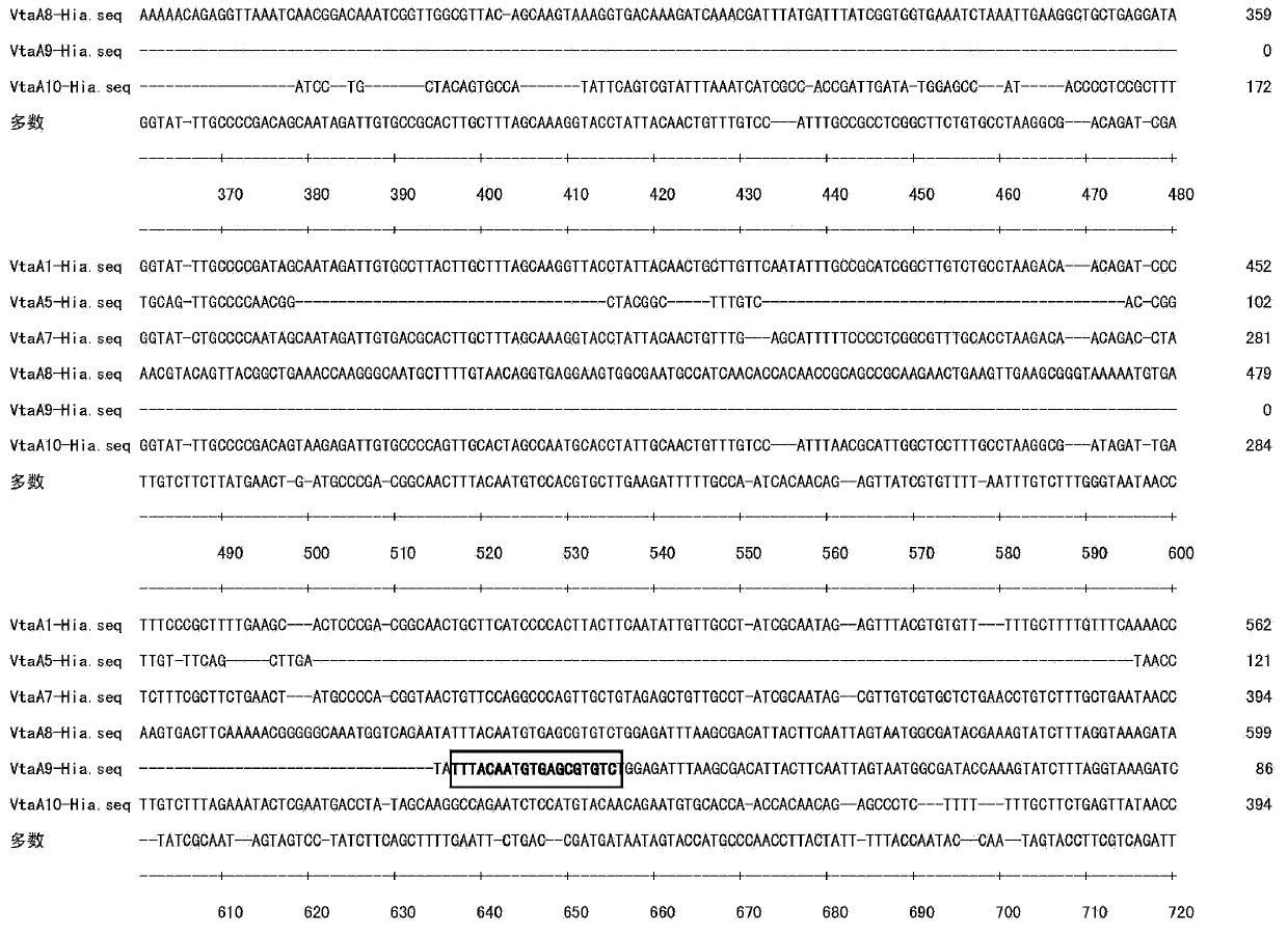 Primer group using vtaA9 gene as target spot and application of primer group to identification and diagnosis of haemophilus parasuis