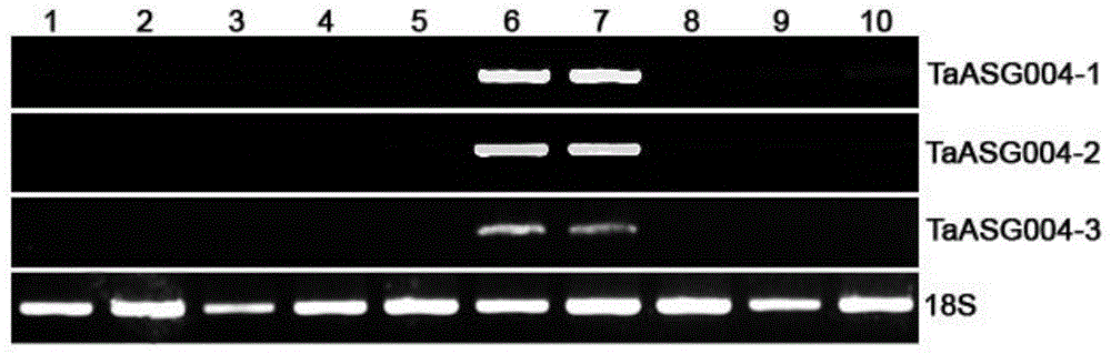 Identification and application of plant anther specific-expression promoter pTaASG004