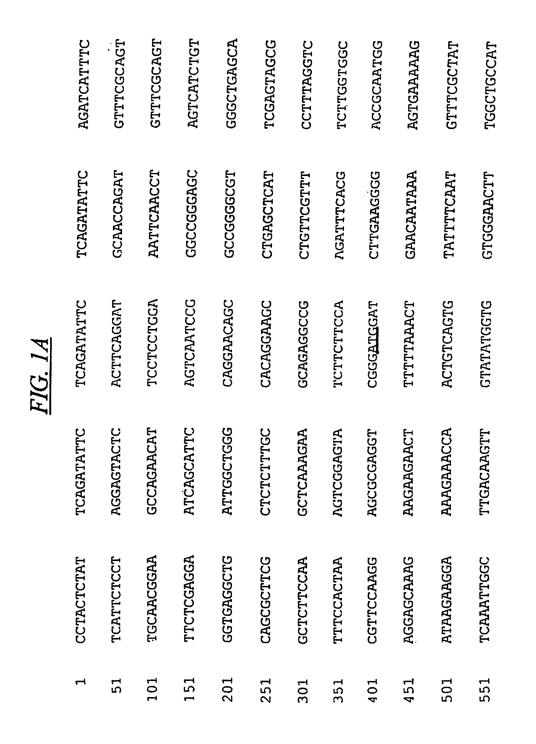 Methods and reagents for preparing and using immunological agents specific for P-glycoprotein
