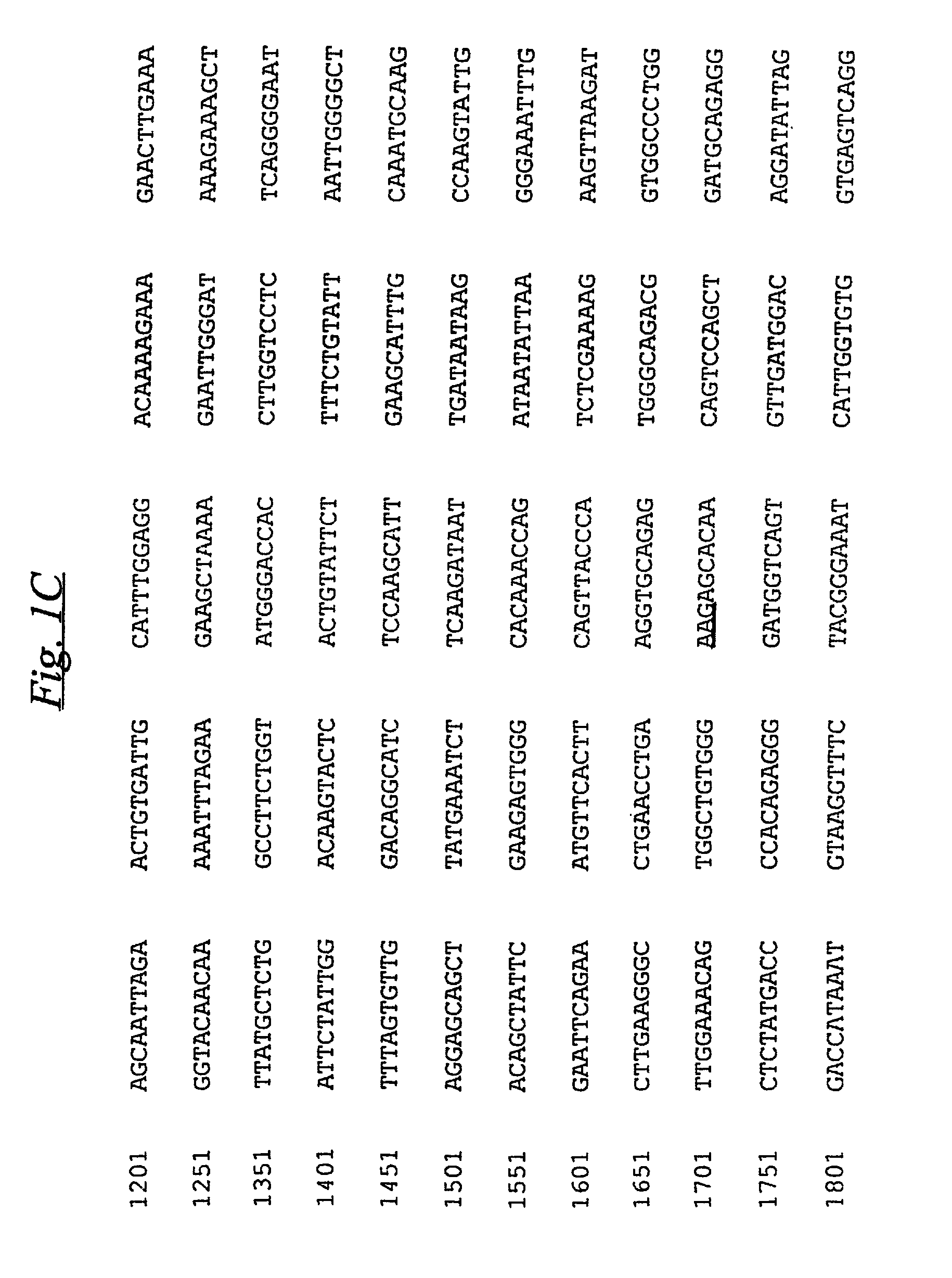 Methods and reagents for preparing and using immunological agents specific for P-glycoprotein