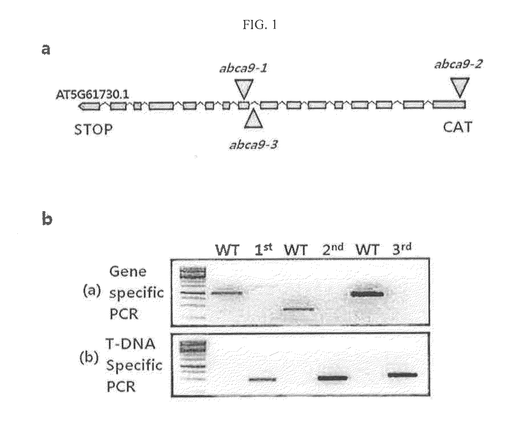 Composition containing gene encoding abc transporter proteins for increasing size of plant seed and content of fat stored within seed