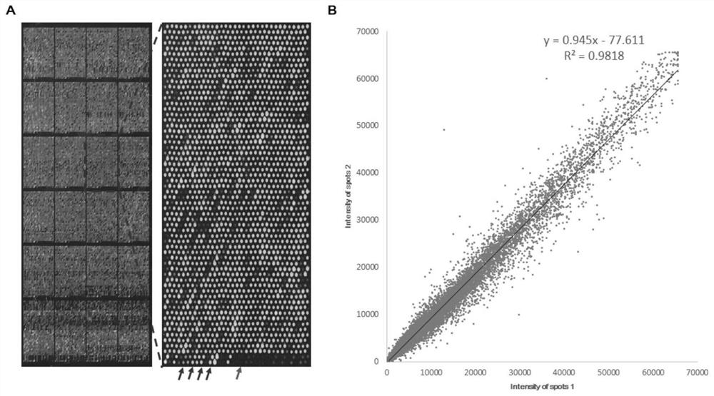 Biomarker for detecting autoantibodies with characteristics of different syndromes of hashimoto thyroiditis and application of biomarker