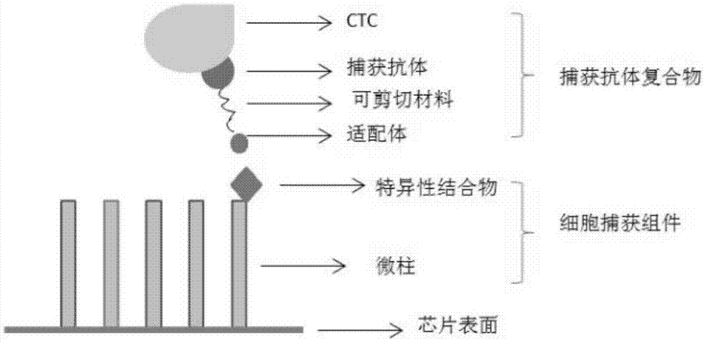 Microfluidic-technology-based CTC protein typing kit