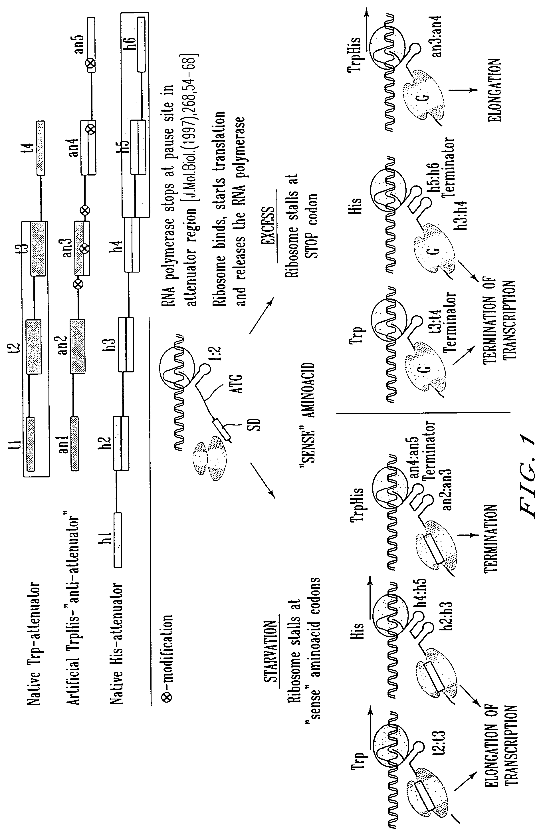 Expression control sequence