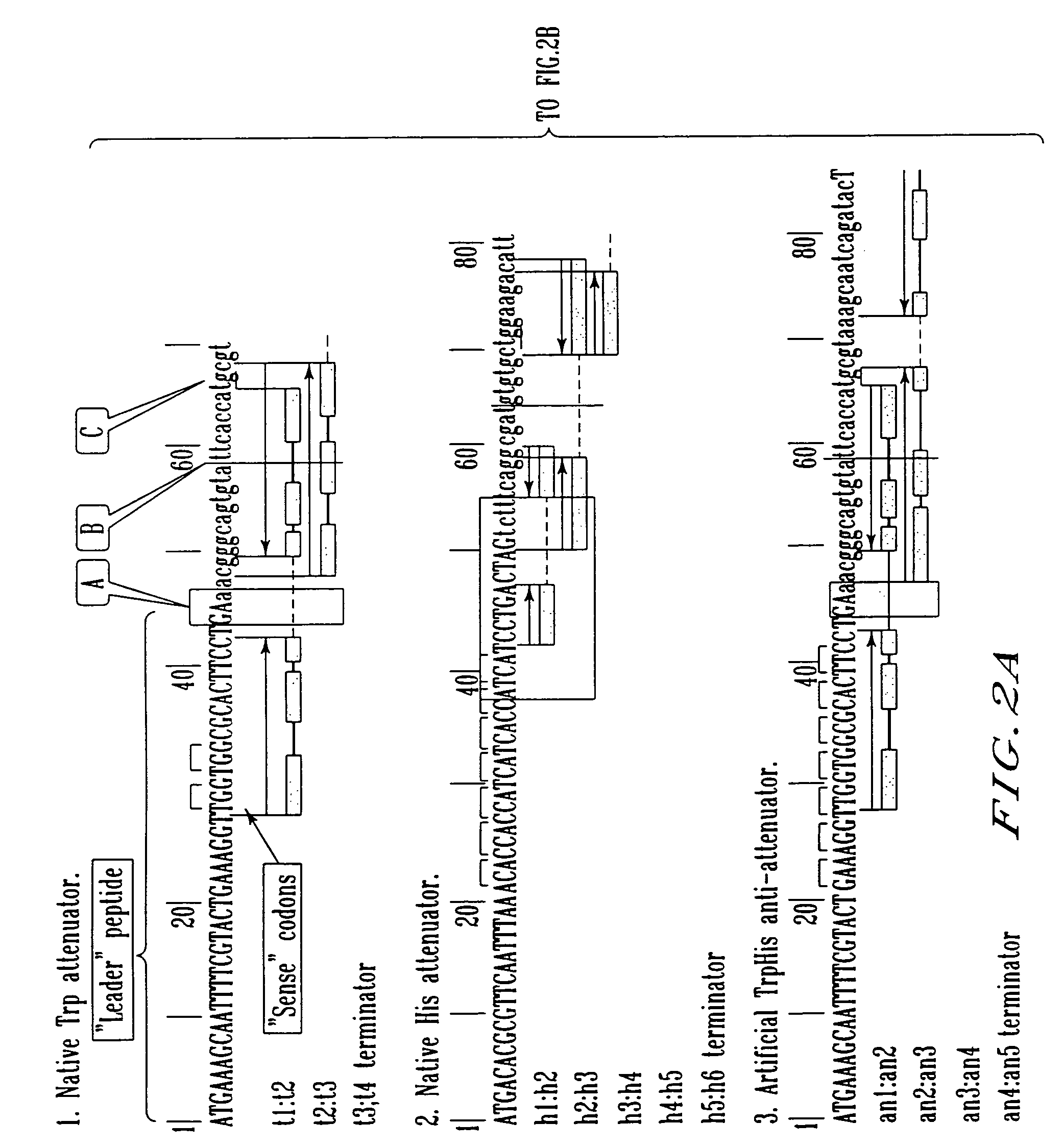 Expression control sequence