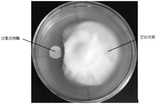 Verticillium dahliae endophyte and application thereof