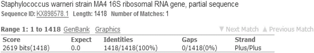 Staphylococcus warneri and application thereof