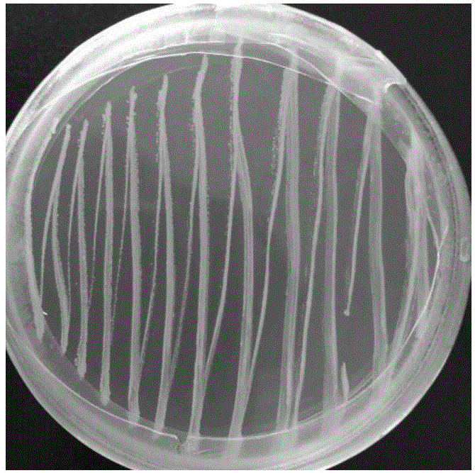 Staphylococcus warneri and application thereof