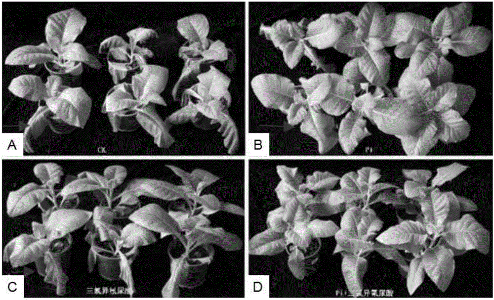 Method for controlling tobacco bacterial wilt through combination of Piriformospora indica with trichloroisocyanuric acid
