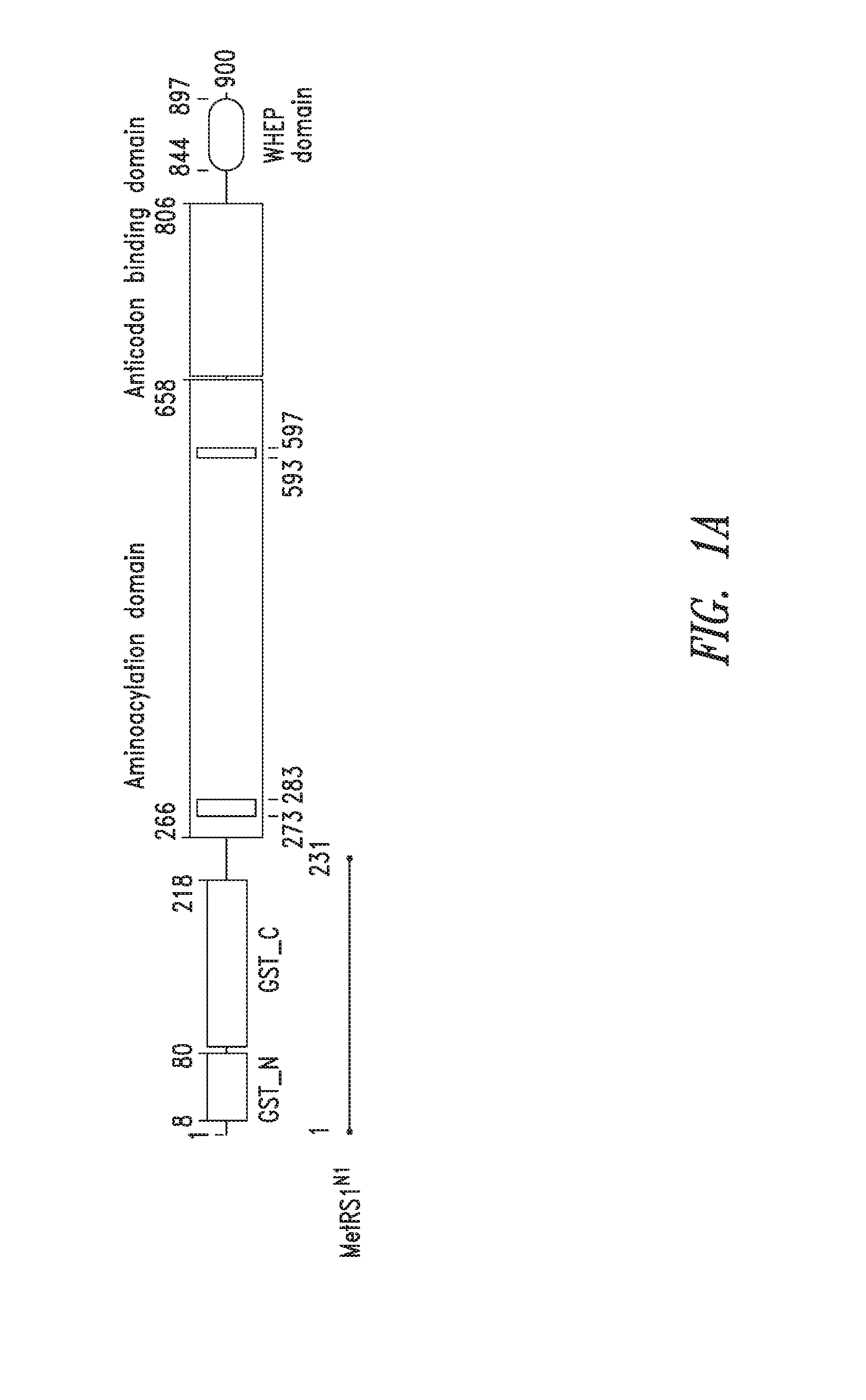 Innovative discovery of therapeutic, diagnostic, and antibody compositions related to protein fragments of methionyl-trna synthetases