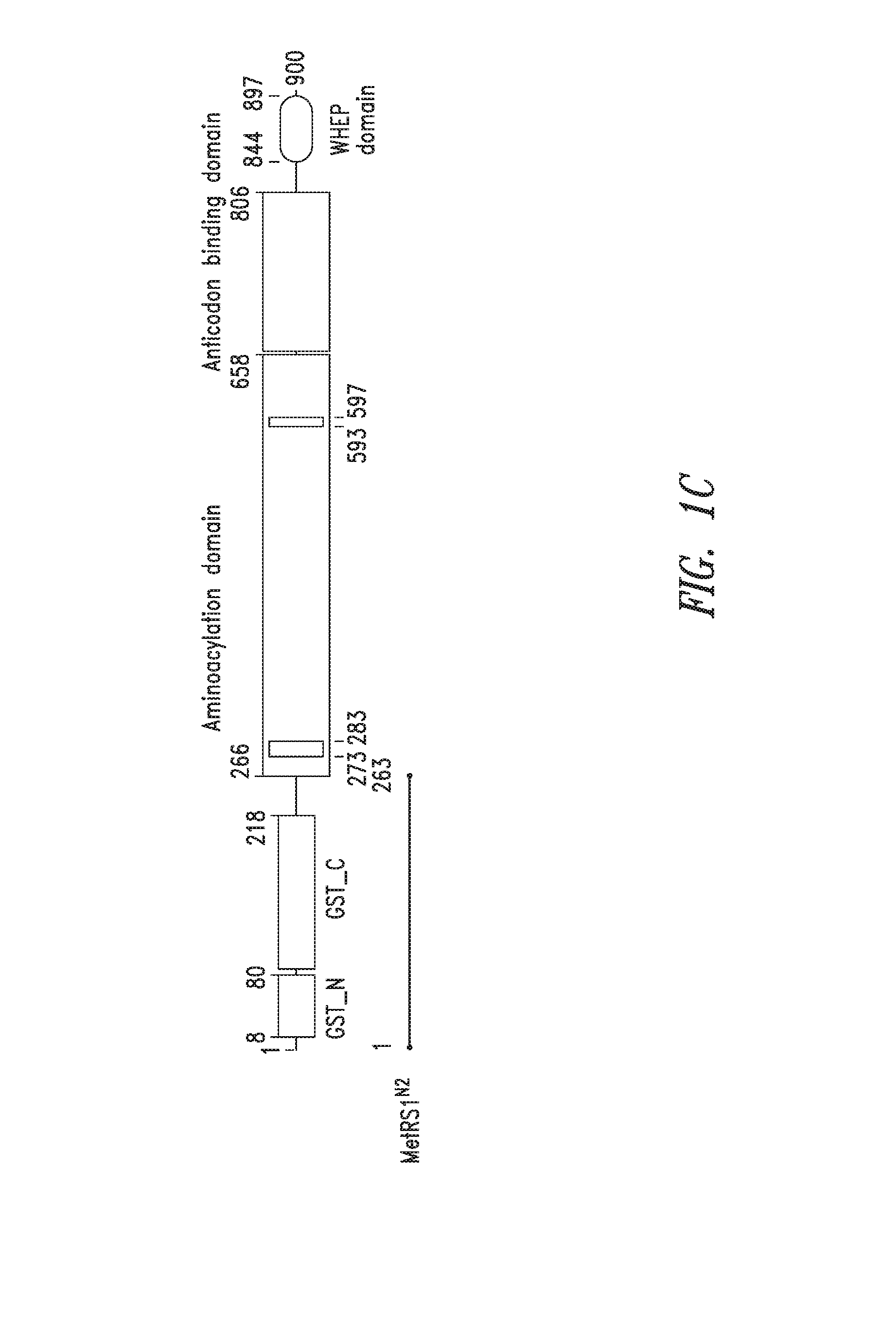 Innovative discovery of therapeutic, diagnostic, and antibody compositions related to protein fragments of methionyl-trna synthetases