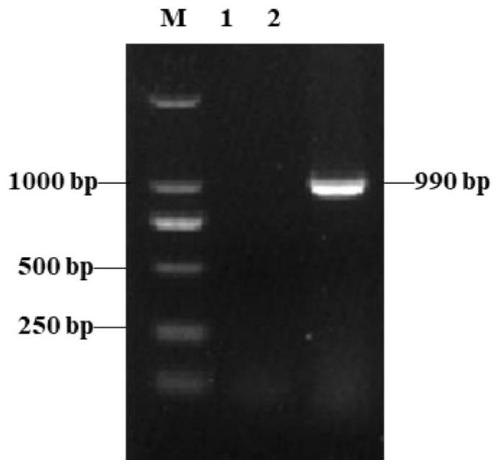 Application of salmonella gallinarum SifA protein in preparation of ELISA antibody detection kit for detecting salmonella gallinarum antibodies