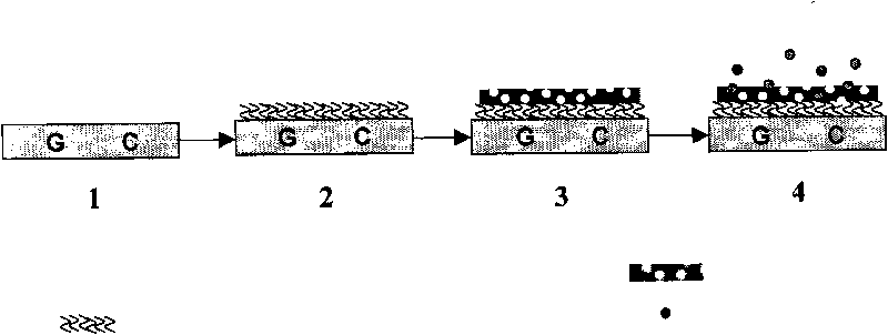 Molecularly imprinted polymer/carbon nano-tube/basal electrode modified electrode and application thereof