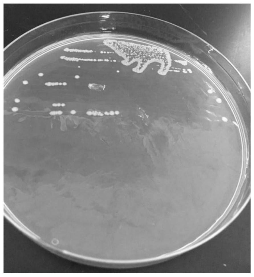 Bifidobacterium bifidum ccfm1063 and its application