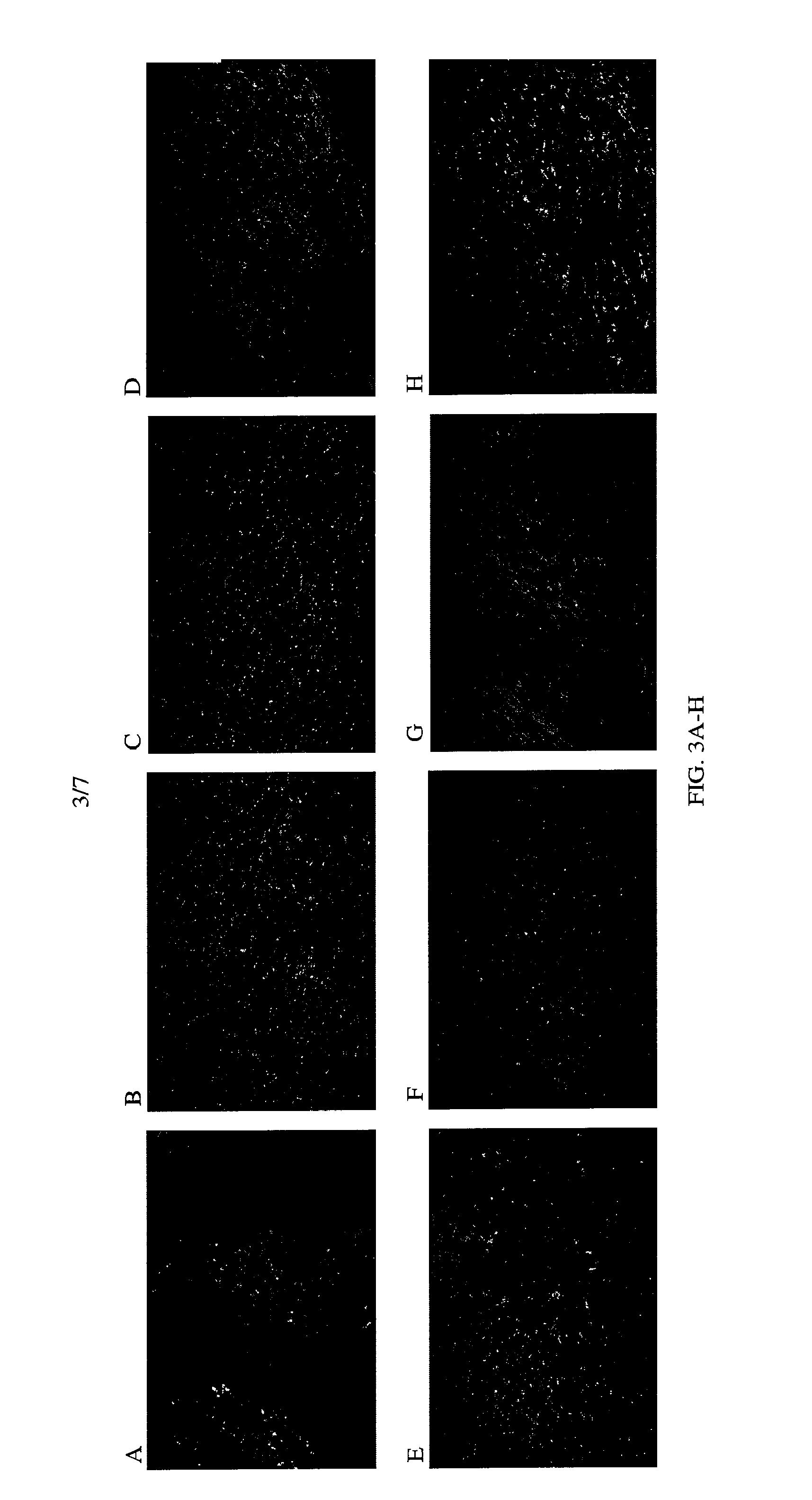 High potency recombinant antibodies, methods for producing them and use in cancer therapy