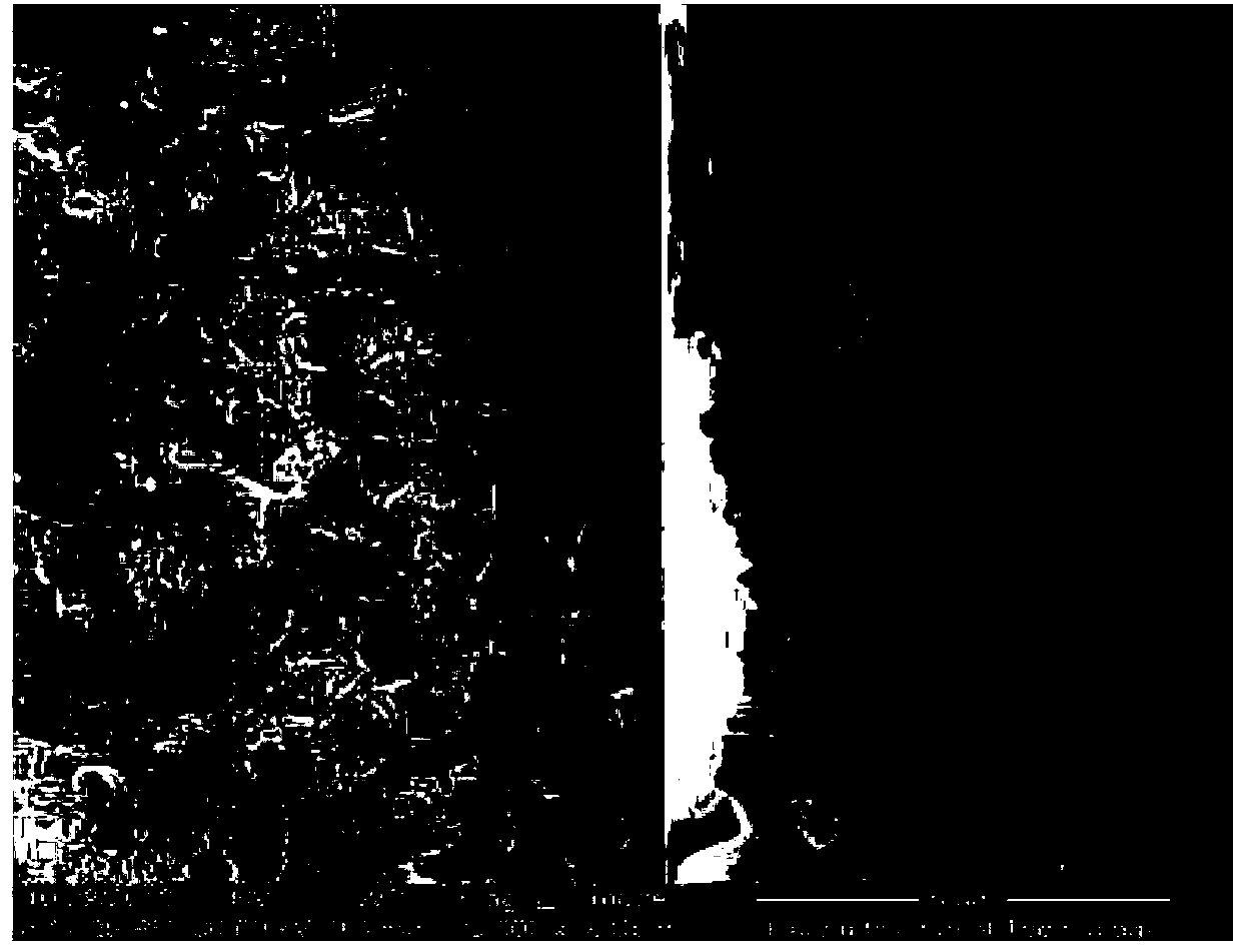 Ultrasonic-assisted local metallizing method on surface of ceramic