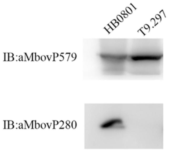 Mycoplasma bovis Mbov_0280 gene mutant and application thereof