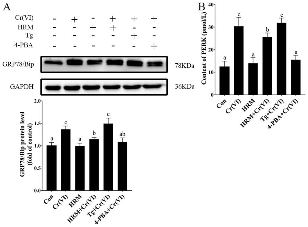 Application of hydrogen-rich water composition in inhibiting endoplasmic reticulum stress and autophagy induced by hexavalent chromium in df-1 cells